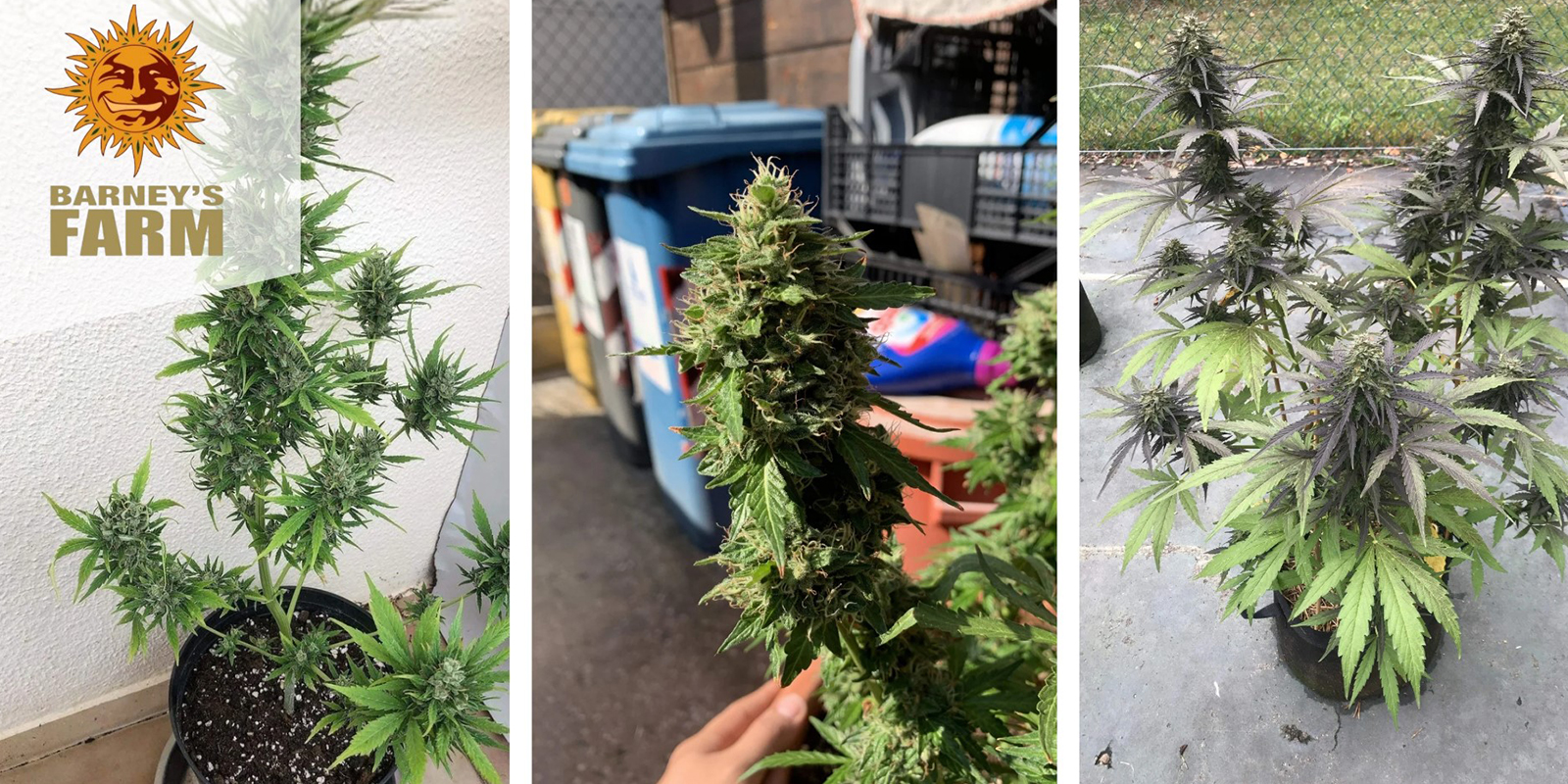 Zkittlez OG Auto: Barney's Farm Zkittlez OG Auto: Barney's Farm