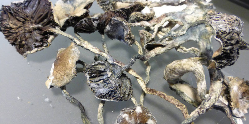 How to tell when your shrooms have gone bad