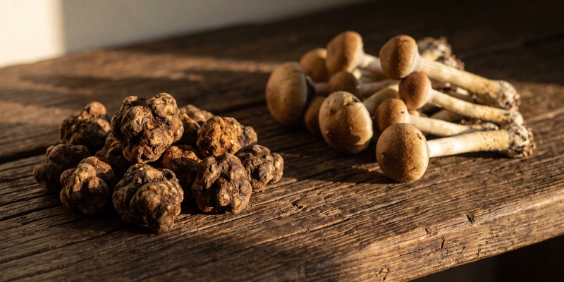 Magic truffles versus magic mushrooms