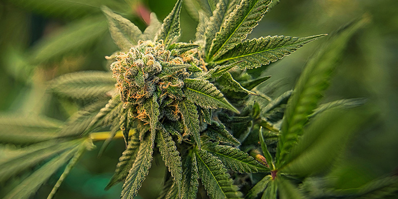 Tip #1: Pick strong genetics for healthy cannabis plants