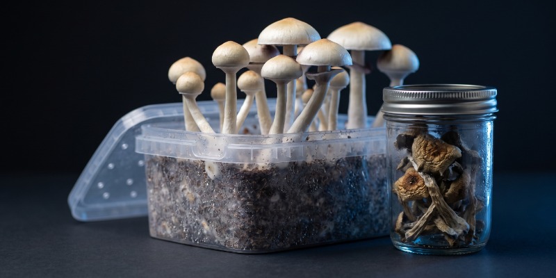 What are magic mushrooms? What are magic mushrooms?