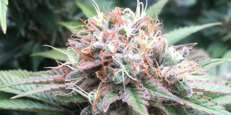 Great White Shark