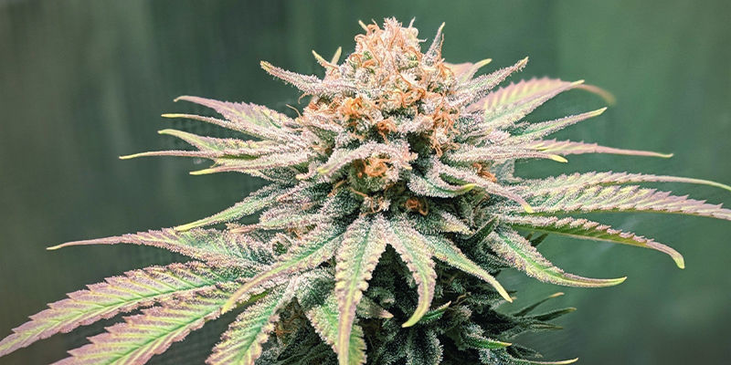 Jack Herer
