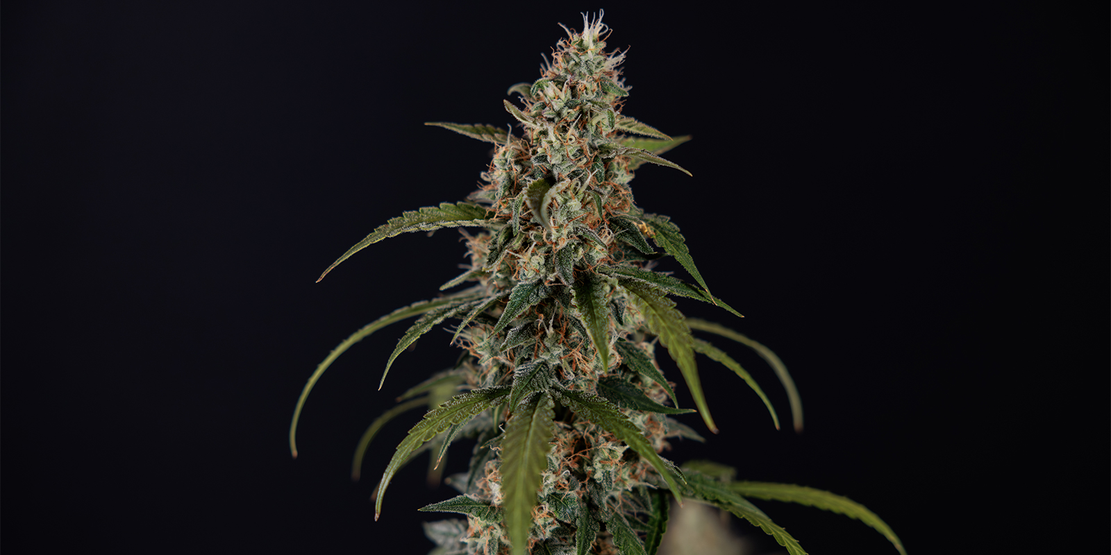 Durban Poison (Dutch Passion) Durban Poison (Dutch Passion)