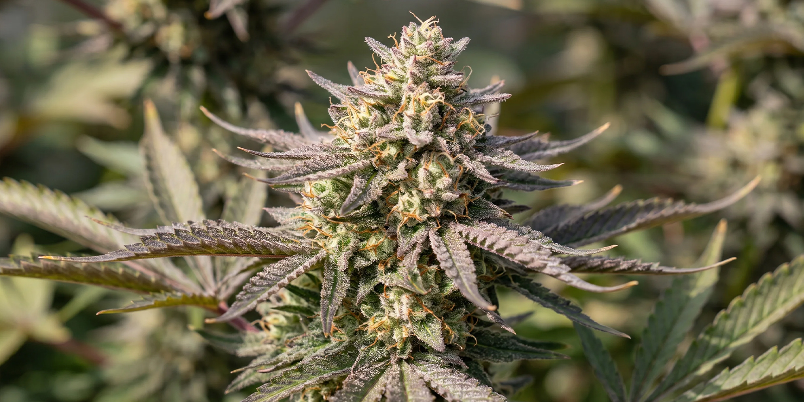 Gelato (Zamnesia Seeds) Gelato (Zamnesia Seeds)