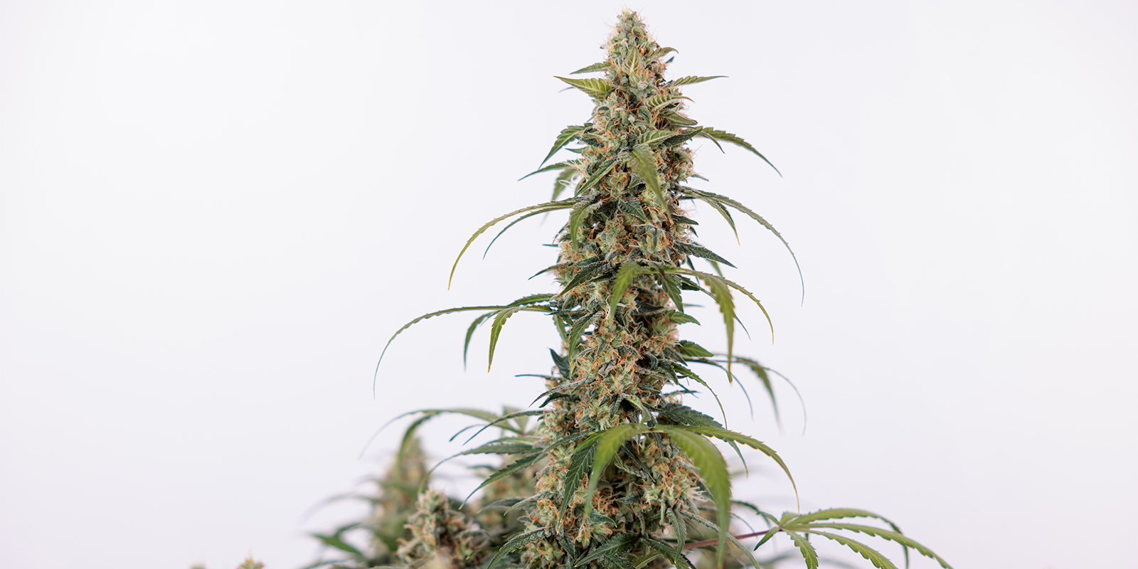Green Cure CBD F1 Automatic (Zamnesia Seeds) Green Cure CBD F1 Automatic (Zamnesia Seeds)