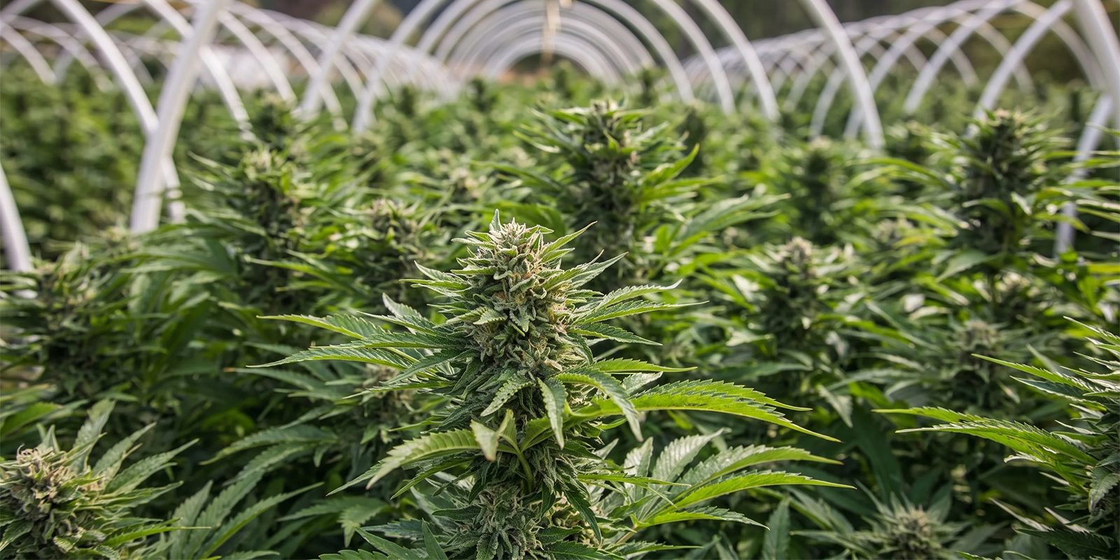 HulkBerry (Royal Queen Seeds) HulkBerry (Royal Queen Seeds)