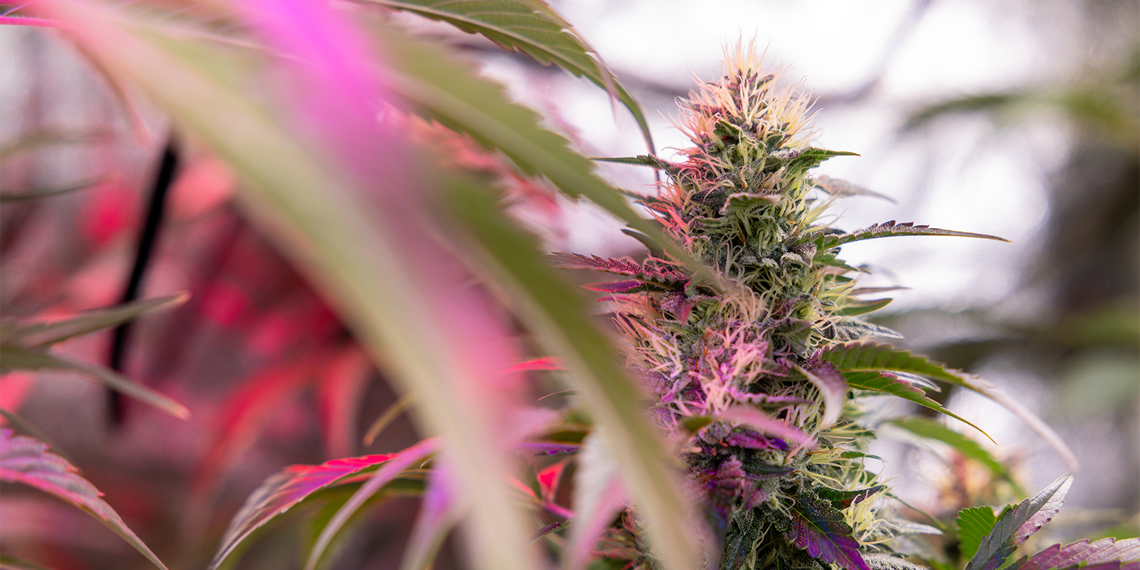 Money Maker (Strain Hunters) Money Maker (Strain Hunters)