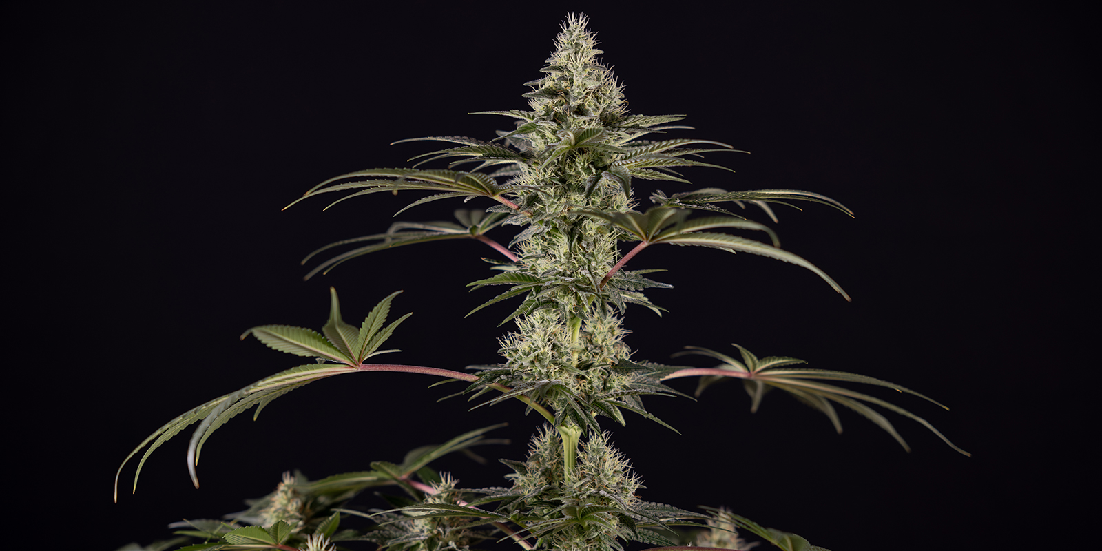 Runtz (Zamnesia Seeds) Runtz (Zamnesia Seeds)