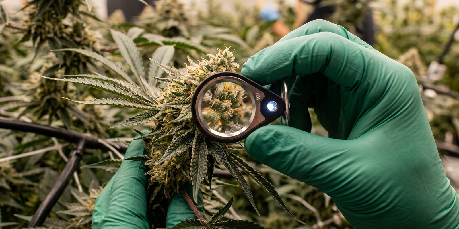 Original weed strains and their influence on modern cannabis