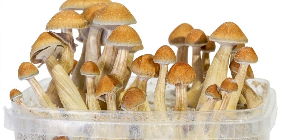 Zamnesia SUPREME Manual Zamnesia SUPREME Manual