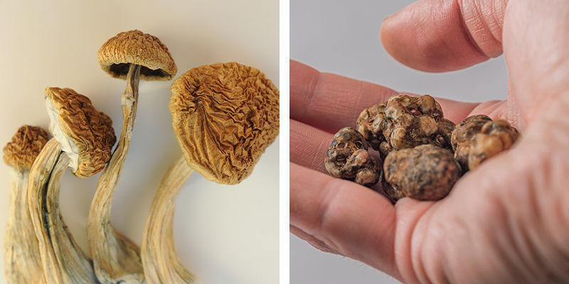 Which is better for beginners: Magic truffles or magic mushrooms?