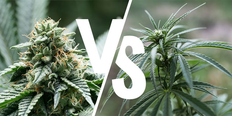 Do Indica And Sativa Plants Produce Different Effects?