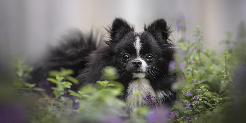 Can catnip be used for dogs?