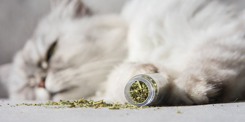 Catnip: Nature's gift to cats