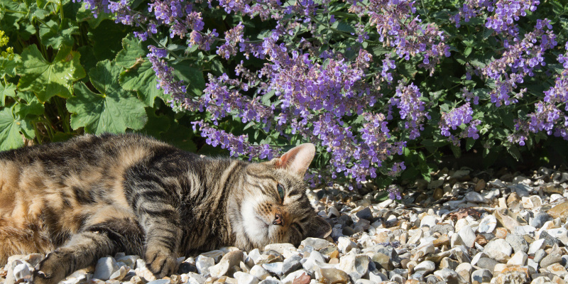 Fresh catnip