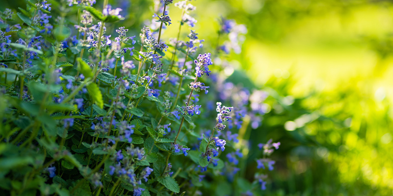 How does catnip work?