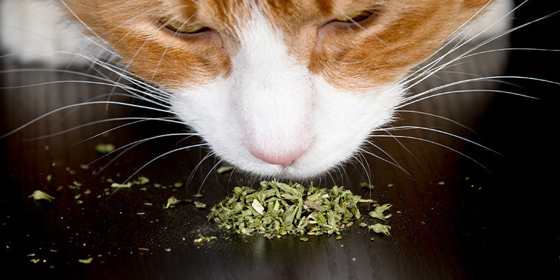 How to give cats catnip?