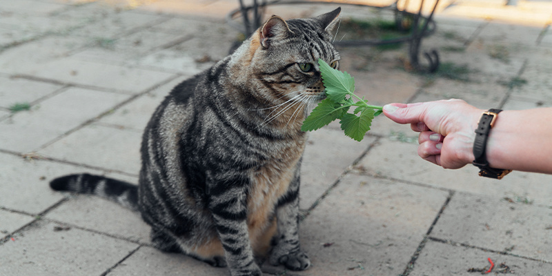 Is catnip safe for cats?
