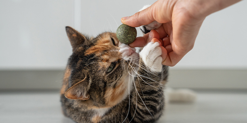 What are the benefits of catnip?