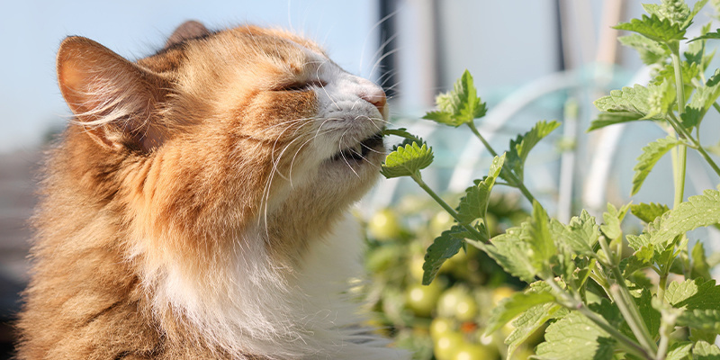 What is catnip?