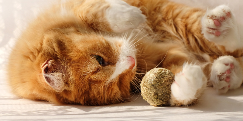 Why do cats like catnip?