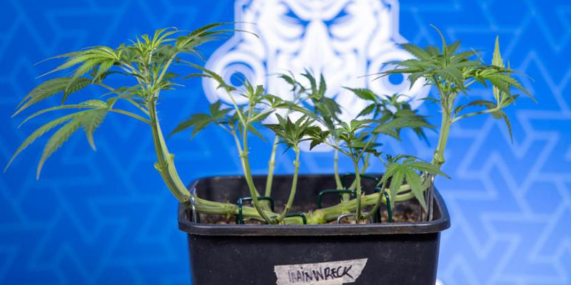 What is low-stress training (LST)?