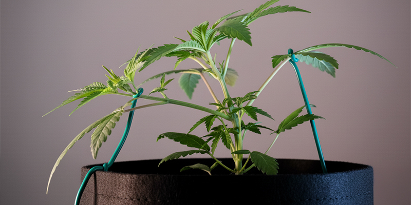 Common mistakes to avoid with low-stress training