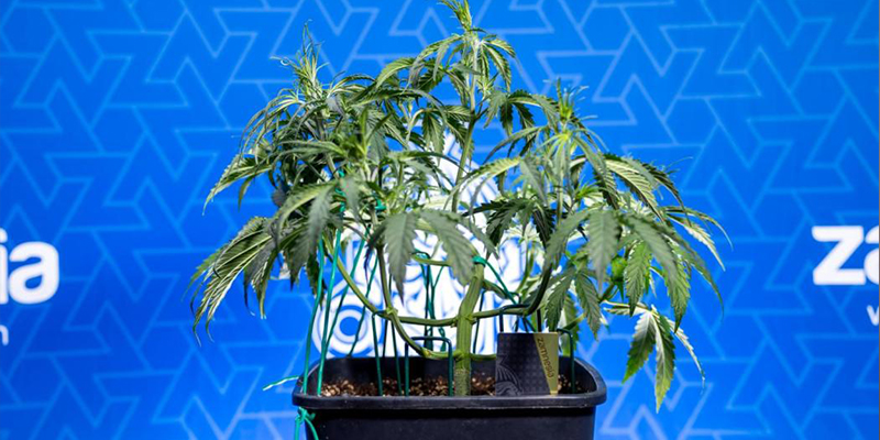 Is low-stress training worth it?