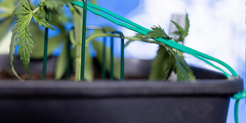 Bending the main stem safely