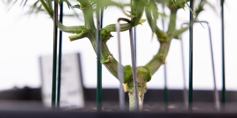 What makes a cannabis strain suitable for LST?