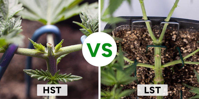 Low-stress training vs high stress training