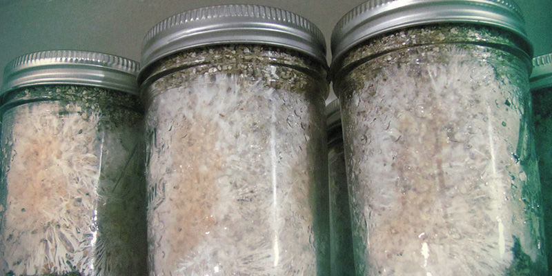 magic mushrooms Pink Mold / Red Bread Mold