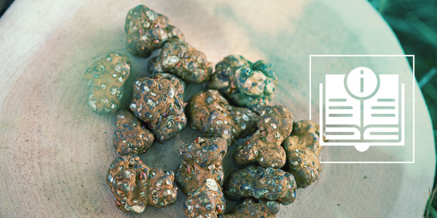 Everything You Need To Know About Magic Truffles