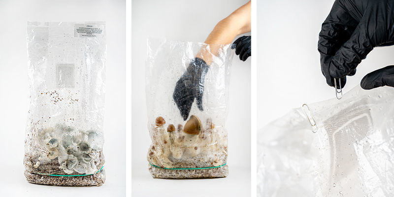Harvesting your Zamnesia Ready-2-Grow Bag