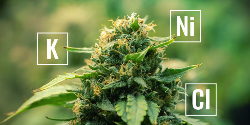 What are mobile plant nutrients?