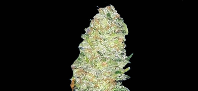 Mota Khan Afghana