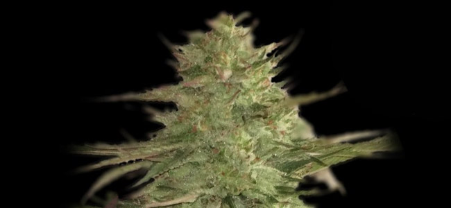 Llimonet Haze Classis CBD