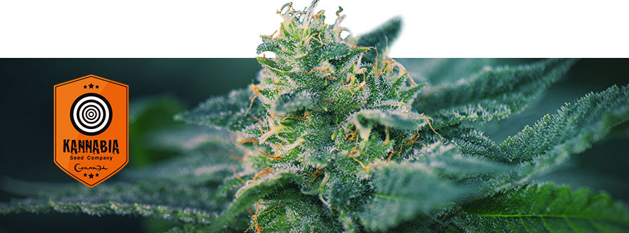 Information About Kannabia Information About Kannabia