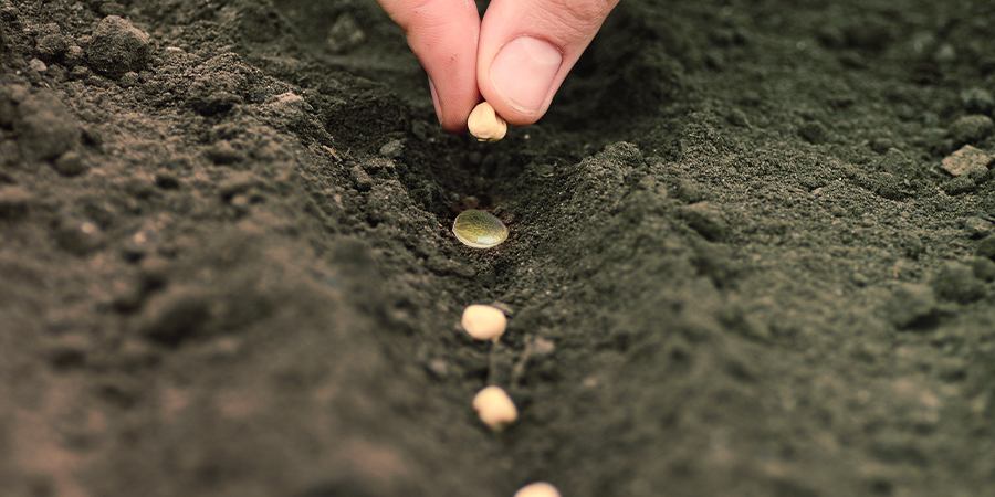 How To Incorporate Companion Planting In Your Cannabis Grow How To Incorporate Companion Planting In Your Cannabis Grow