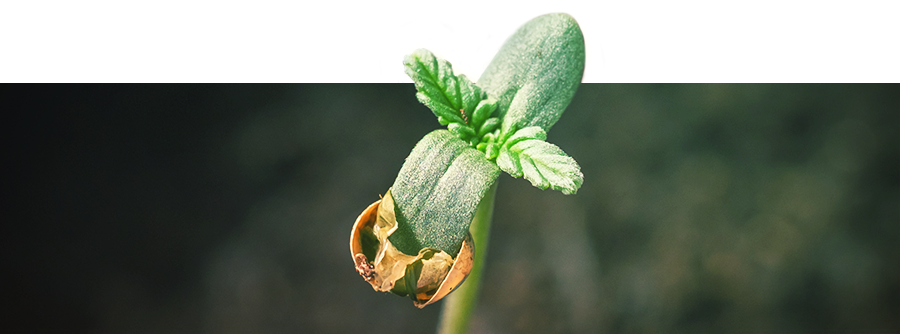 Information About Cannabis Germination Information About Cannabis Germination