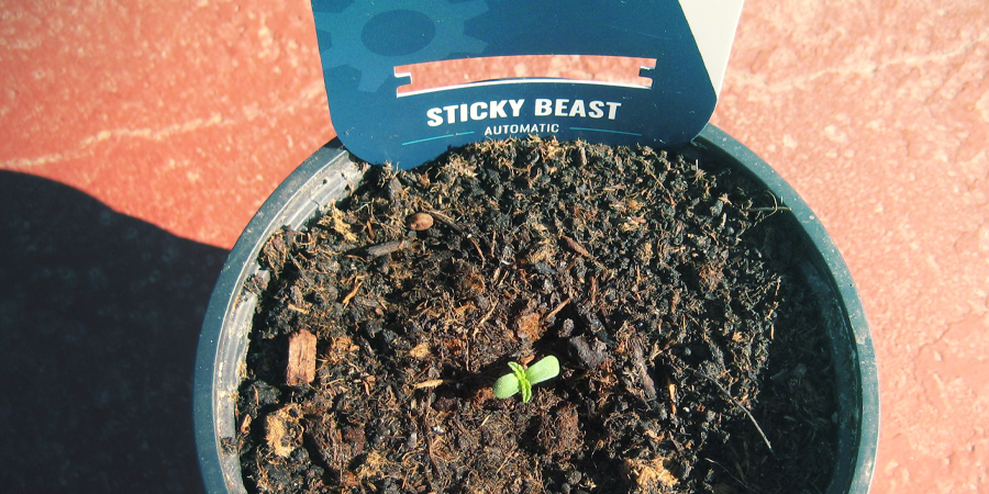 How To Germinate Cannabis Seeds