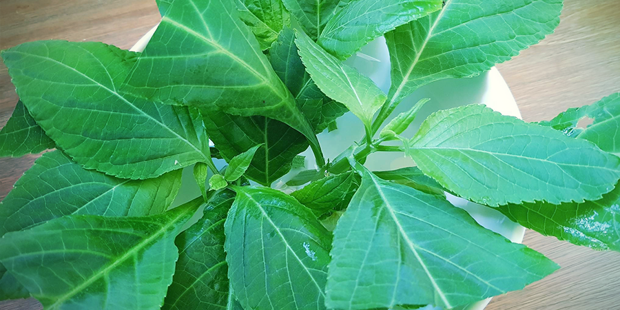 Can You Grow Salvia Divinorum? Can You Grow Salvia Divinorum?