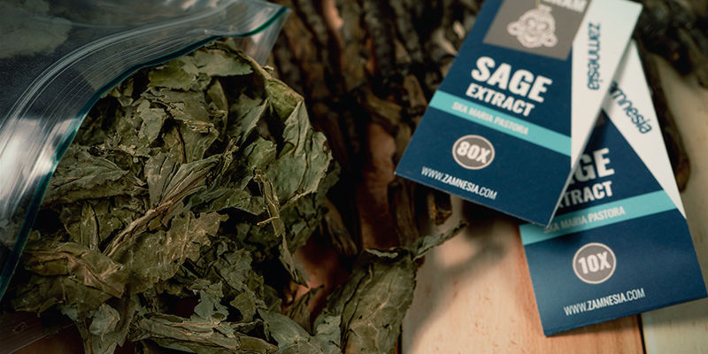 How Does Salvia Divinorum Work? How does Salvia divinorum work?