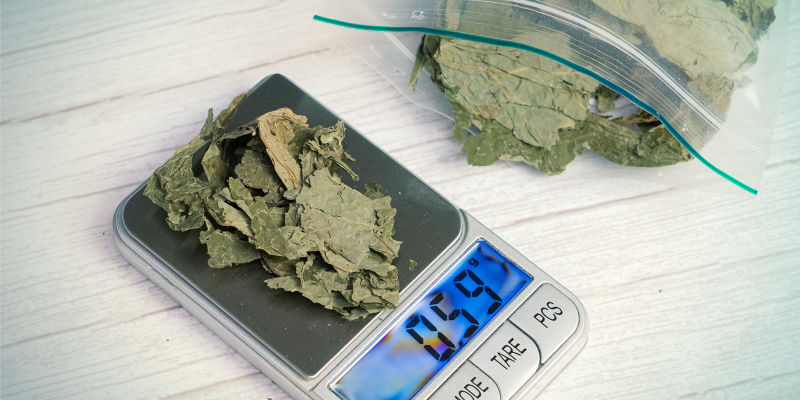 Salvia Quid Salvia Quid