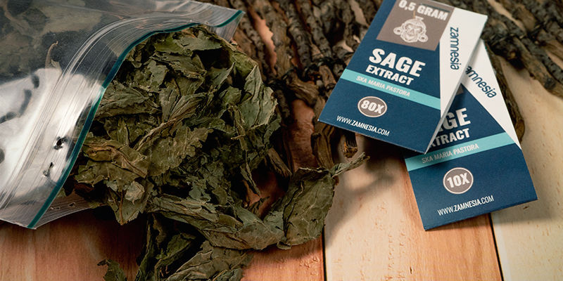 Which Types Of Salvia Are Available? Which Types Of Salvia Are Available?