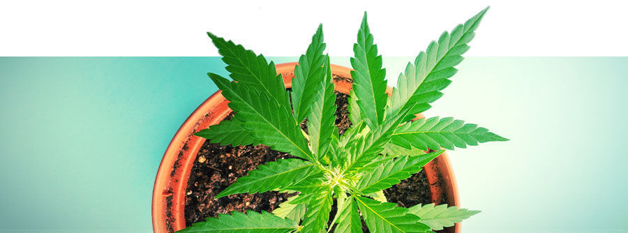 Autoflowering Cannabis Seeds