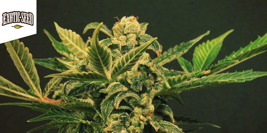 Russian Automatic - Exotic Seed