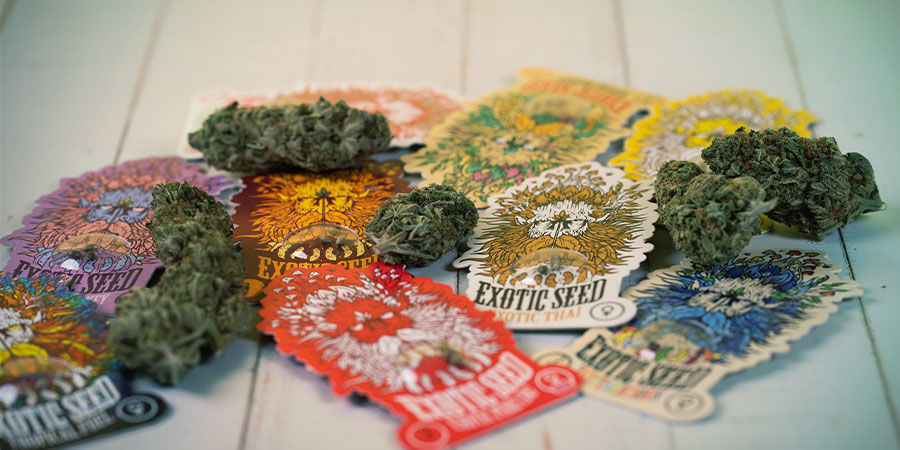 Who Are Exotic Seed?