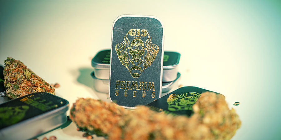 What Are The Top 3 Cannabis Strains By G13 Labs? Top 3 Cannabis Strains By G13 Labs